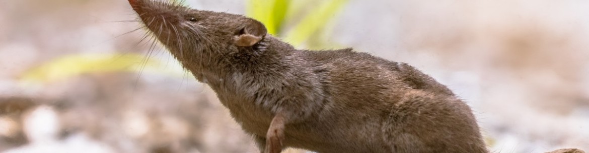 Comment se débarrasser des musaraignes dans son jardin : combattre ces créatures au gros nez