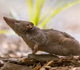 Comment se débarrasser des musaraignes dans son jardin : combattre ces créatures au gros nez