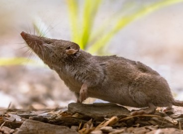 Comment se débarrasser des musaraignes dans son jardin : combattre ces créatures au gros nez