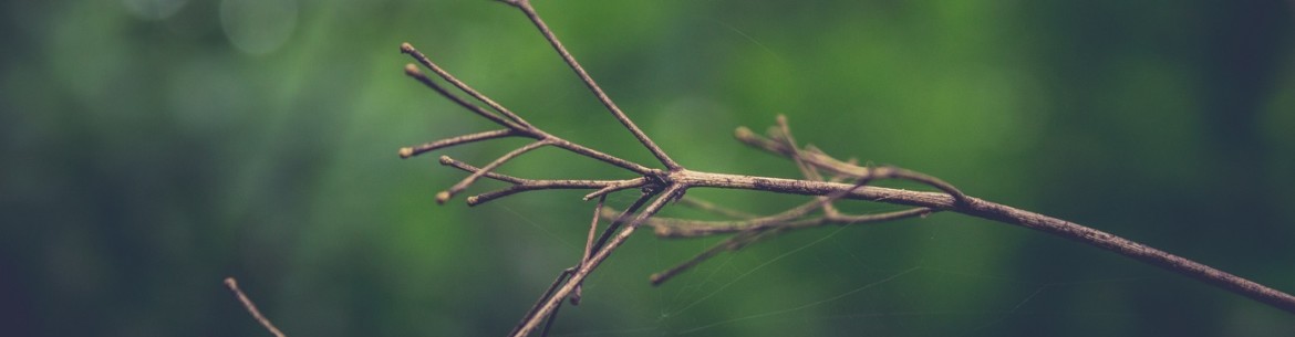 Pourquoi le pommier n'a-t-il pas produit de feuilles au printemps ?