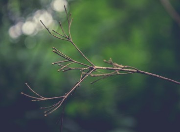 Pourquoi le pommier n'a-t-il pas produit de feuilles au printemps ?