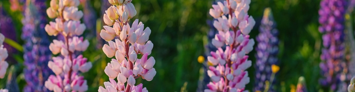 Quelles cultures d'engrais verts sont les plus appropriées à semer en automne pour améliorer le sol ?