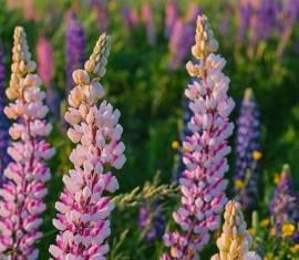 Quelles cultures d'engrais verts sont les plus appropriées à semer en automne pour améliorer le sol ?