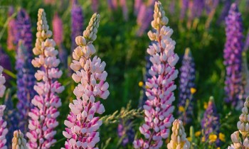 Quelles cultures d'engrais verts sont les plus appropriées à semer en automne pour améliorer le sol ?