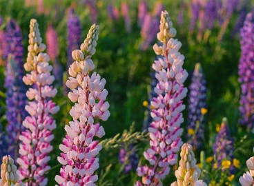 Quelles cultures d'engrais verts sont les plus appropriées à semer en automne pour améliorer le sol ?