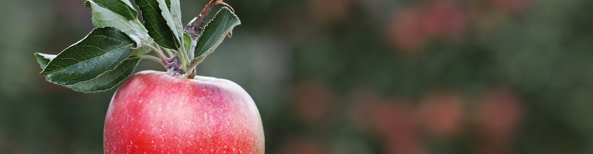 Combien de pommes pouvez-vous manger par jour et que se passera-t-il si vous en mangez tous les jours ?