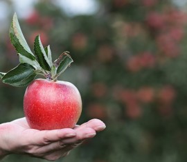 Combien de pommes pouvez-vous manger par jour et que se passera-t-il si vous en mangez tous les jours ?