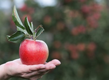 Combien de pommes pouvez-vous manger par jour et que se passera-t-il si vous en mangez tous les jours ?