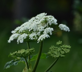 Comment se débarrasser de l'égopode podagraire dans son jardin