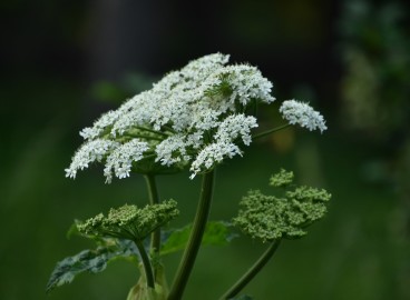 Comment se débarrasser de l'égopode podagraire dans son jardin