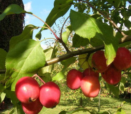 Pommier à floraison abondante : caractéristiques de la variété et entretien