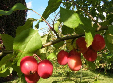 Pommier à floraison abondante : caractéristiques de la variété et entretien