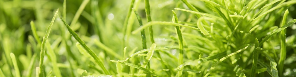 Comment se débarrasser de l'herbe sur sa propriété
