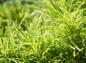 Comment se débarrasser de l'herbe sur sa propriété