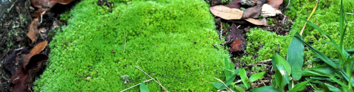 Comment se débarrasser de la mousse dans son jardin : 3 étapes importantes