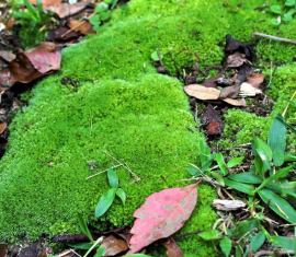 Comment se débarrasser de la mousse dans son jardin : 3 étapes importantes