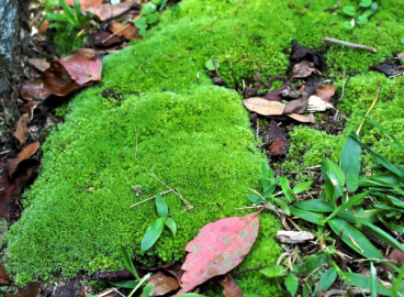 Comment se débarrasser de la mousse dans son jardin : 3 étapes importantes