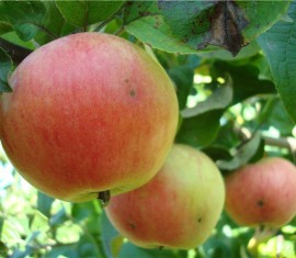 Pommier rose Arkad : Variété, caractéristiques et entretien