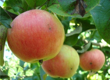 Pommier rose Arkad : Variété, caractéristiques et entretien