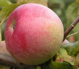 Pommier Imrus : caractéristiques de la variété et entretien