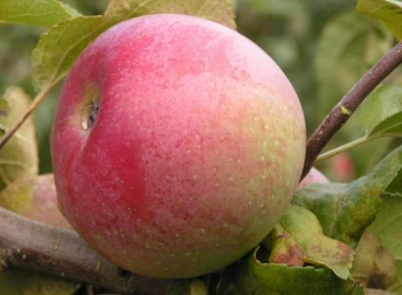 Pommier Imrus : caractéristiques de la variété et entretien