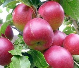 Pommier Brusnichnoe : caractéristiques de la variété et entretien