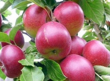 Pommier Brusnichnoe : caractéristiques de la variété et entretien