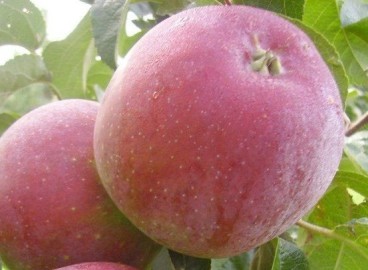 Pommier Mayak Zagorje : caractéristiques de la variété et entretien