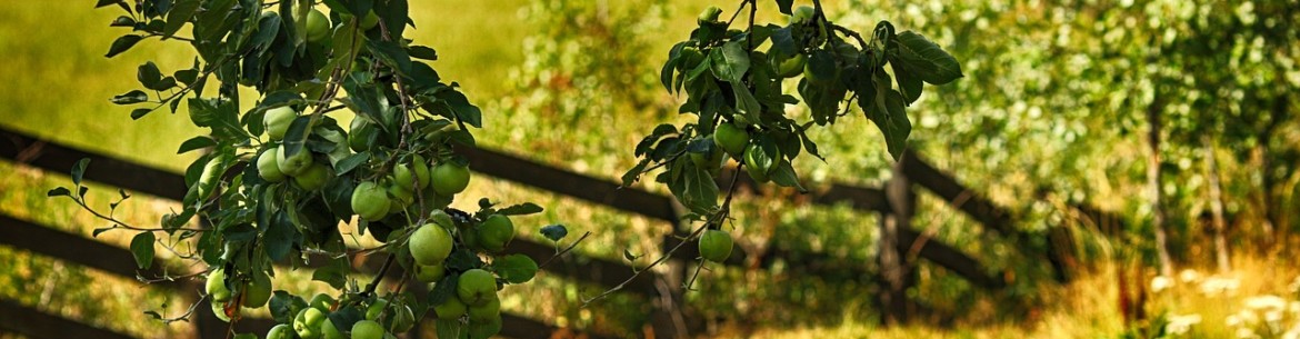 Traitement des pommiers au sulfate de fer : proportions de la solution et règles de pulvérisation