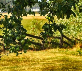 Traitement des pommiers au sulfate de fer : proportions de la solution et règles de pulvérisation