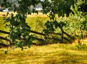 Traitement des pommiers au sulfate de fer : proportions de la solution et règles de pulvérisation