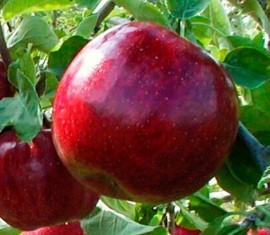 Pommier Black Prince : Variété et conseils d’entretien