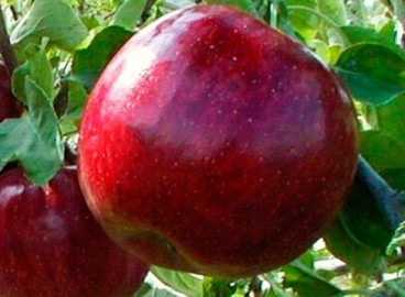 Pommier Black Prince : Variété et conseils d’entretien