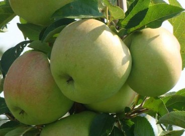 Pommier Priokskoye : caractéristiques de la variété et entretien