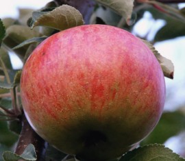 Pommier Orlinka : caractéristiques de la variété et entretien