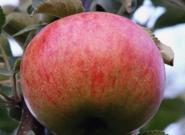 Pommier Orlinka : caractéristiques de la variété et entretien