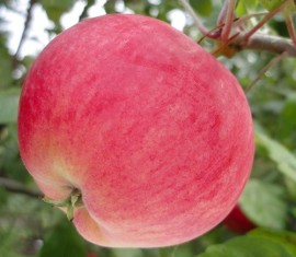 Pommier Mantet : caractéristiques de la variété et entretien