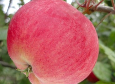 Pommier Mantet : caractéristiques de la variété et entretien