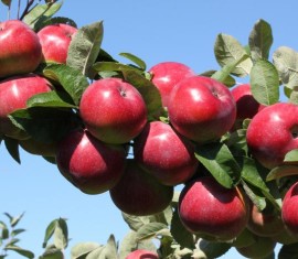 Pommier Anis Sverdlovsk : caractéristiques de la variété et entretien