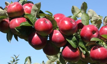 Pommier Anis Sverdlovsk : caractéristiques de la variété et entretien