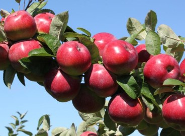 Pommier Anis Sverdlovsk : caractéristiques de la variété et entretien