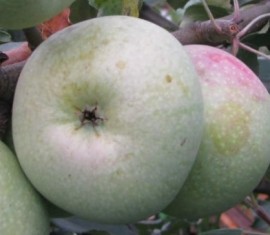 Pommier Kutuzovets : caractéristiques de la variété et entretien