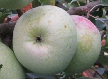 Pommier Kutuzovets : caractéristiques de la variété et entretien