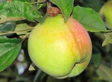 Pommier Sinap biélorusse : caractéristiques de la variété et entretien