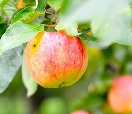 Pommier anisé rayé : variété et conseils d’entretien