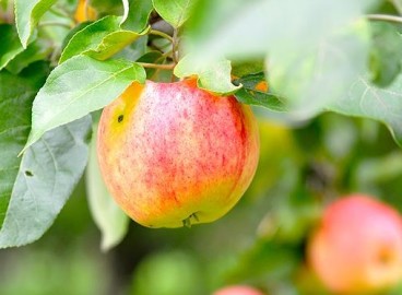 Pommier anisé rayé : variété et conseils d’entretien