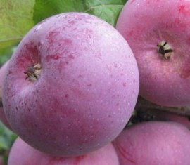 Pommier Alesya : caractéristiques de la variété et entretien