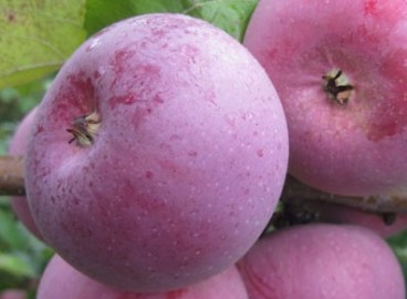 Pommier Alesya : caractéristiques de la variété et entretien