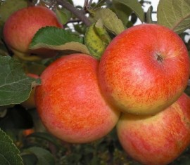 Pommier ensoleillé : caractéristiques et entretien des différentes variétés