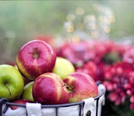 Comment conserver les pommes pour l'hiver à la maison : conseils pour stocker la récolte jusqu'au printemps
